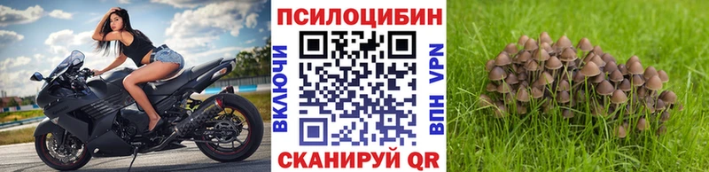 Псилоцибиновые грибы Psilocybe  MEGA tor  Камызяк 
